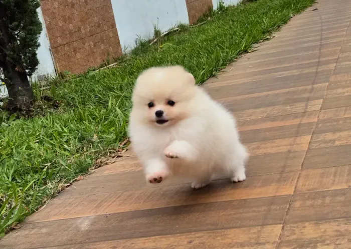 Spitz alemão fêmea- pedigree cbkc - parcelamento em 10x sem juros