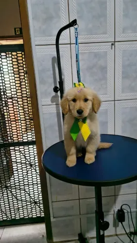 Vendo goldem fêmea 