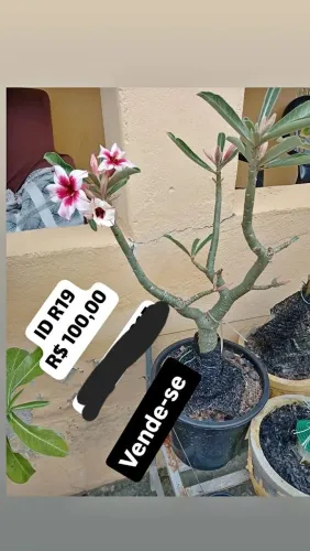 Mudas de Rosas do Deserto