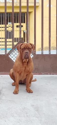 Dogue de bordeaux Fêmea procurando Namorado !!!