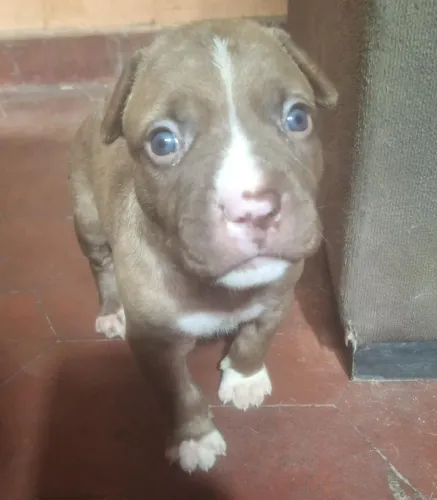 Filhotes pitbull