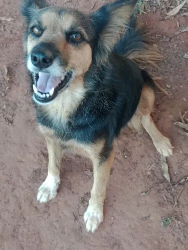 Doação de uma cachorra