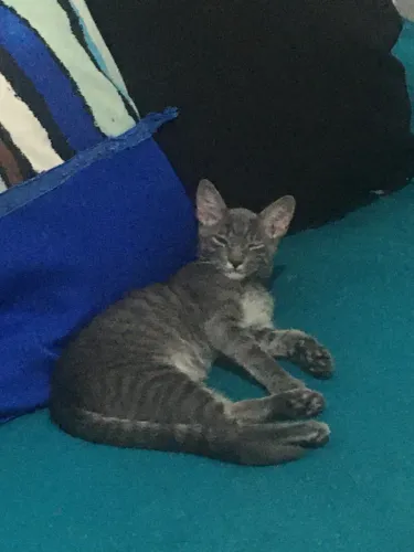 Estou doando um lindo gatinho