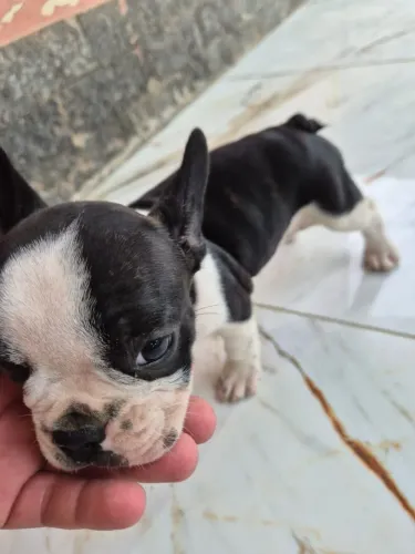 Vendo filhotes de Bulldog.  1.200,00