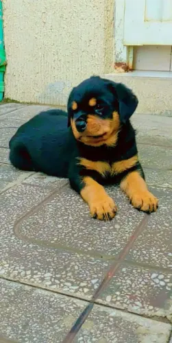 Rottweiler Um novo capítulo feliz começa com quatro patinhas