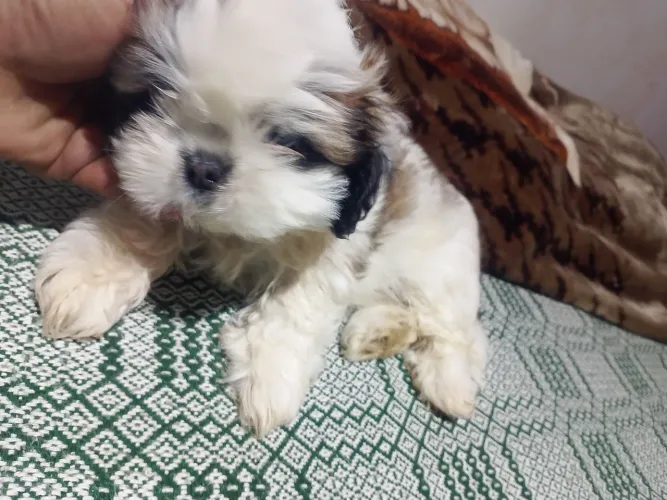 Shituz