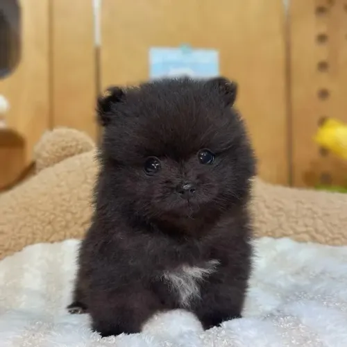 Cachorro filhote spitz alemão/lulu da pomerânia brincalhão com saúde
