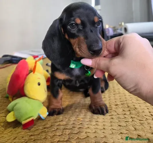 Cachorro Macho e Fêmea Vacinados Teckel/Dachshund/Salsicha/Salsichinha/Basset/Cofap