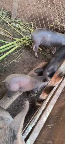 Leitoes no ponto de comer 20 a 40 kg 