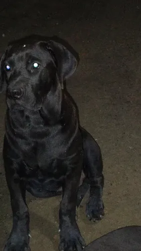 Cachorro cane corso