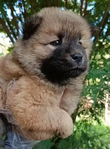 Chow chow robusto