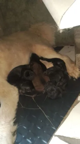 Filhote de chow chow
