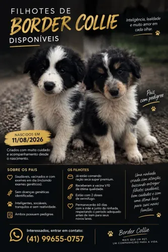 Border collie filhotes