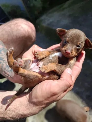 FILHOTE DE PINSCHER