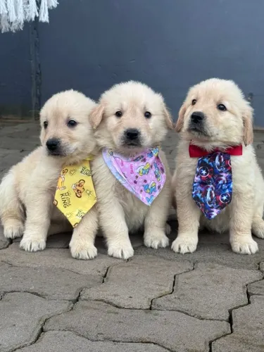 golden retriever fofos
