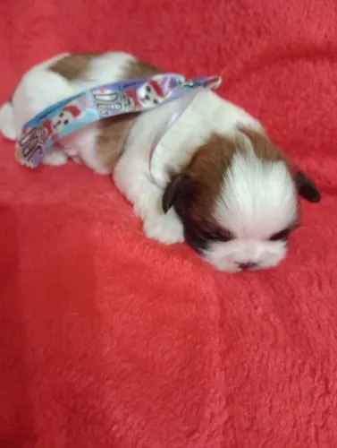 Shih Tzu machos, com pedigree e vacina em 10x no Cartão.