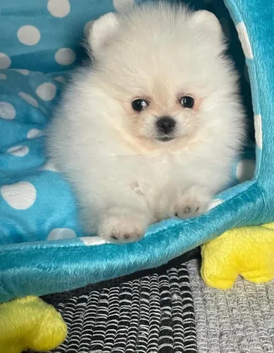 Cachorro Spitz Alemao filhote muito fofo venha conhecer