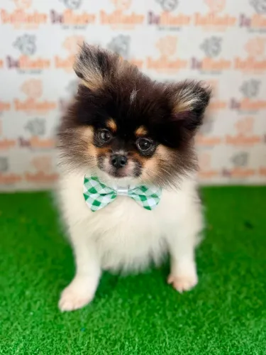 Spitz Alemão Macho