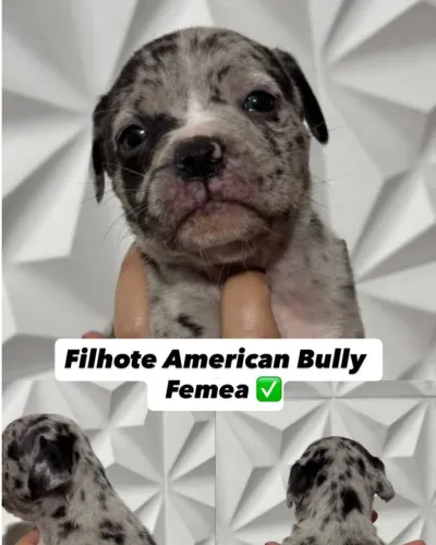 Filhotes American Bully - Genética Padrão 