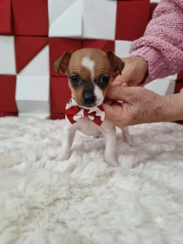 Pinscher Macho Pequeno e Carinhoso
