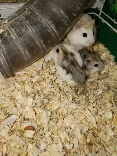 Hamster anão russo