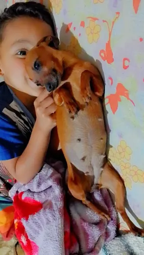 Reserve o seu pinscher 0