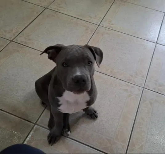 Pitbull Staffordshire Doação