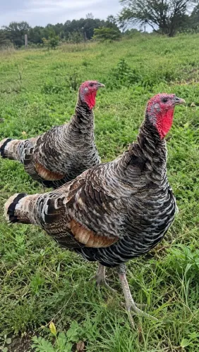 Casal de Perus Adultos