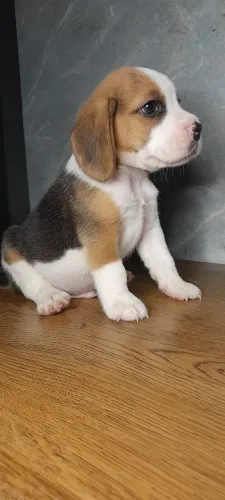 Filhotes Beagles 