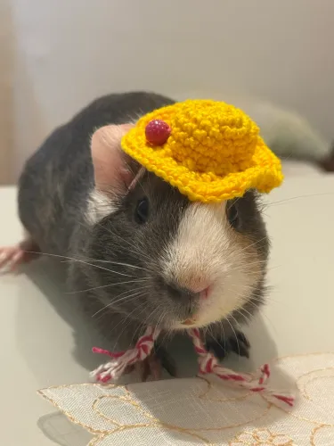 Porquinho da Índia