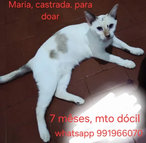 Gata fêmea castrada. Doação.