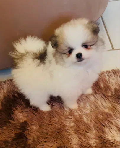 Lulu da Pomerânia 