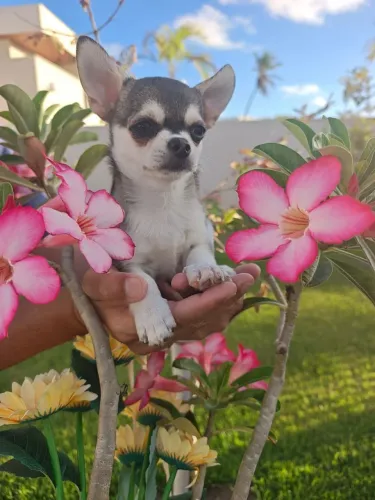 Chihuahua filho de campeões