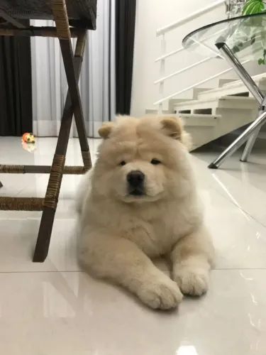  Chow Chow Um novo começo cheio de amor pode começar agora