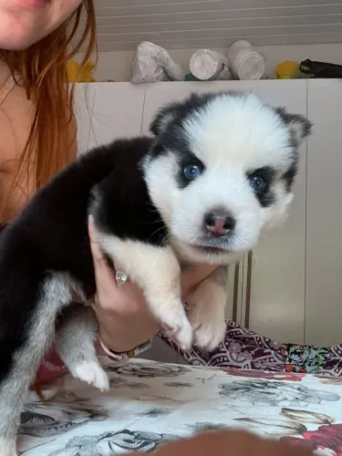Filhote de husky siberiano