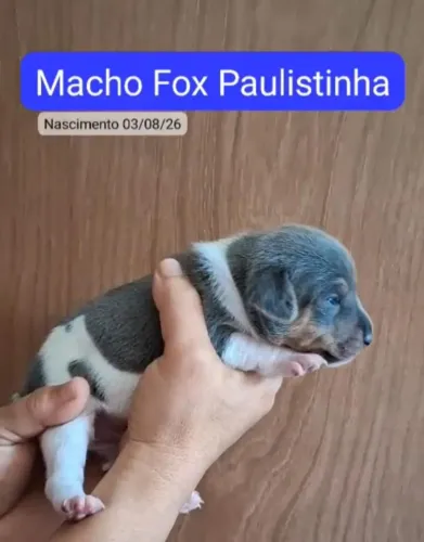 FOX PAULISTINHA MACHOS