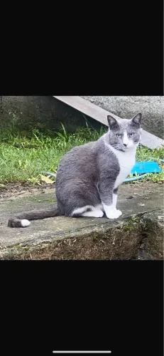 Gato castrado e vacinado