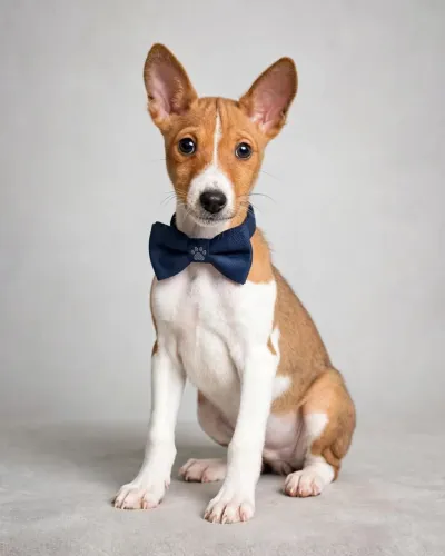 Basenji macho em até 18x