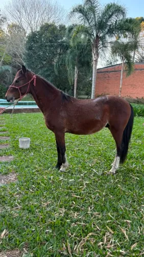 Lindo colorado