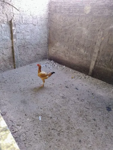 Galinhas, frangos e galos caipira e GSB