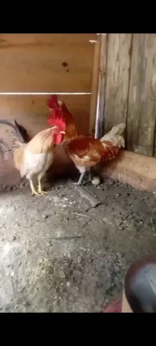 Galos