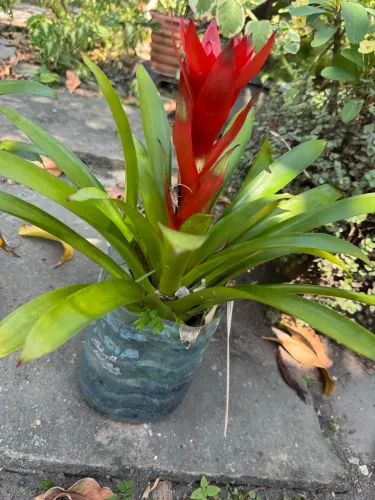 Vendo planta Bromélia 