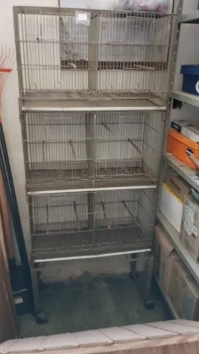 Gaiola criadeira canário Belga