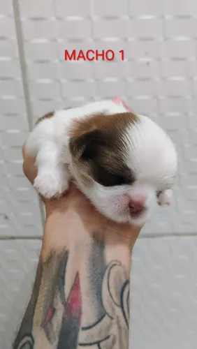Filhotes de Shih-tzu linhagem pura!