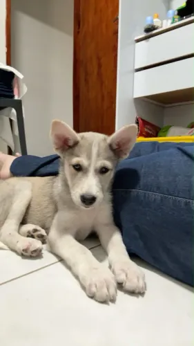 Wusky Siberiano (50 dias de nascido)
