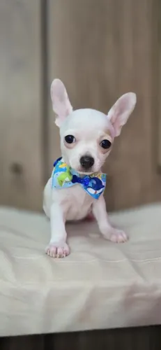 Chihuahua macho branco MINUSCULO