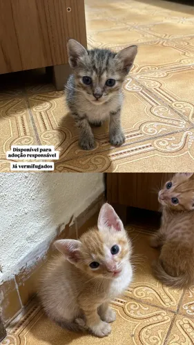 Doação de gatos 
