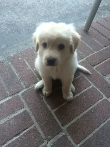 Filhote golden retriever