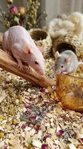 Camundongos "De Alto Padrão Genético"