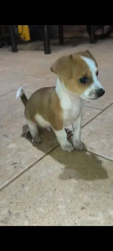 Doação de cachorrinho de pequeno porte